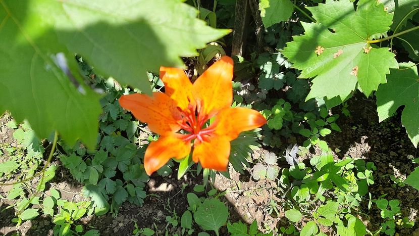  - diverse flori 2021