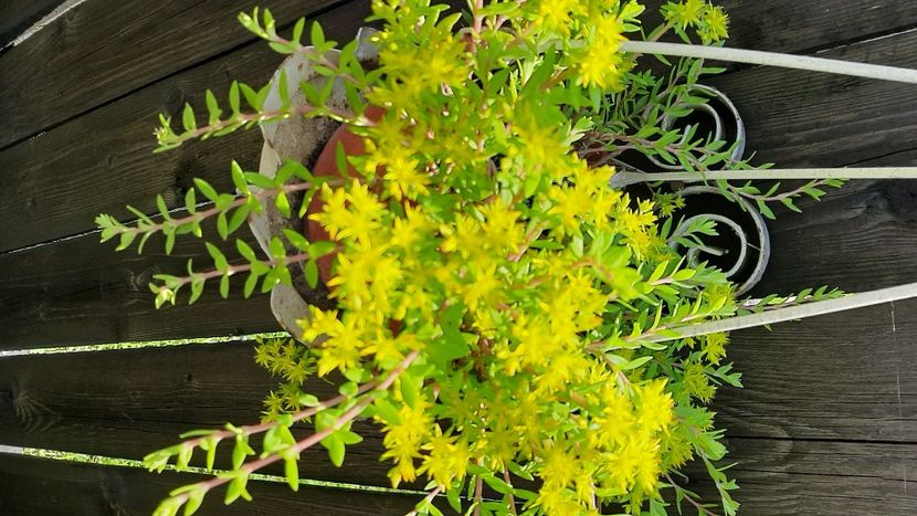  - diverse flori 2021