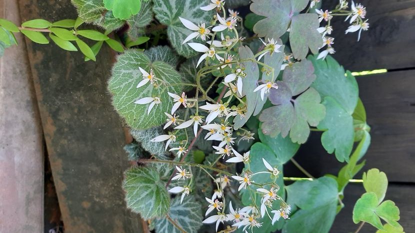  - diverse flori 2021