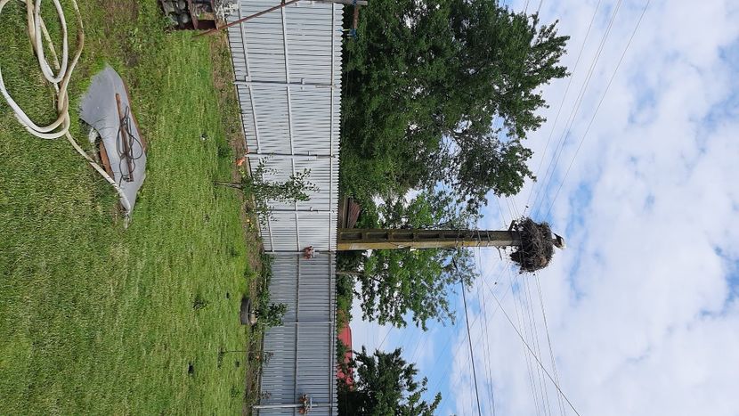 20210604_171949(0) - diverse flori 2021