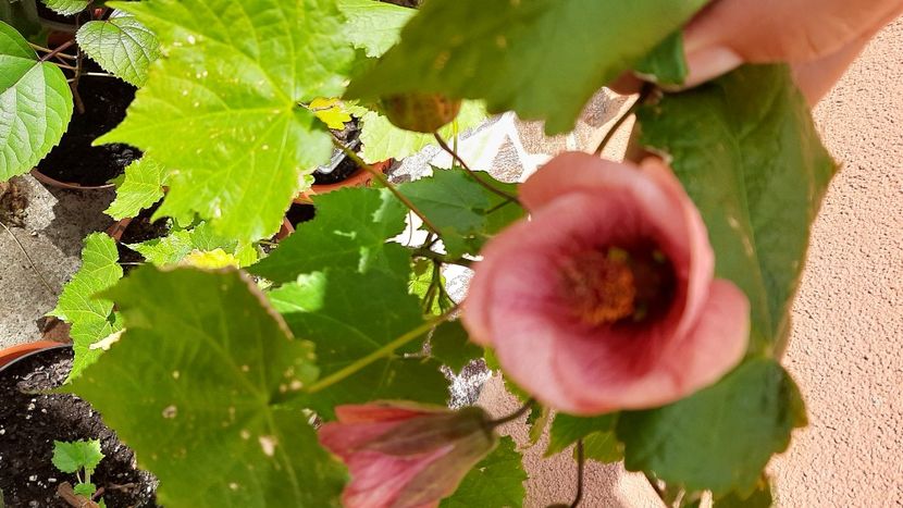  - diverse flori 2021