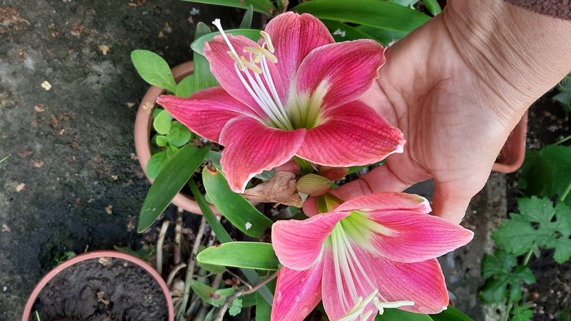  - diverse flori 2021