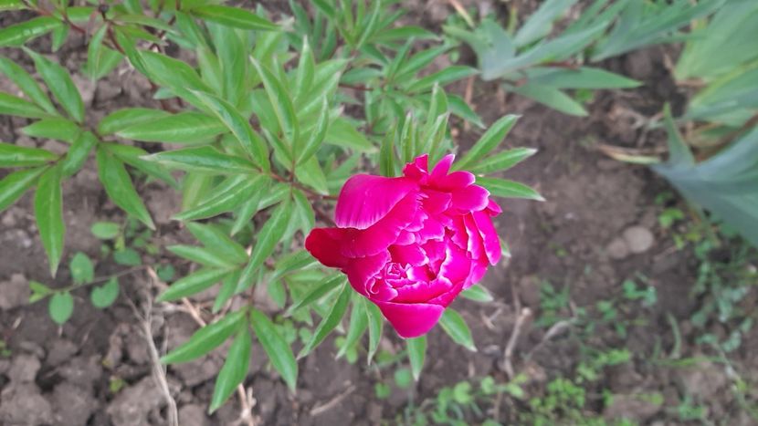  - diverse flori 2021