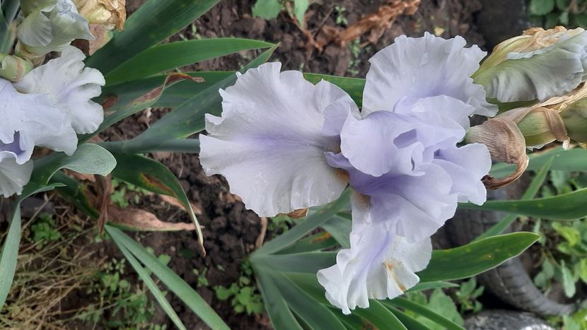  - diverse flori 2021