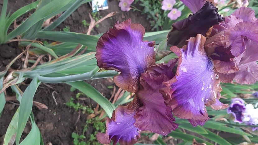  - diverse flori 2021