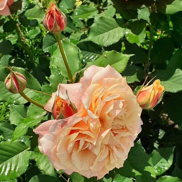  - La Villa Cotta 2021_ 2022