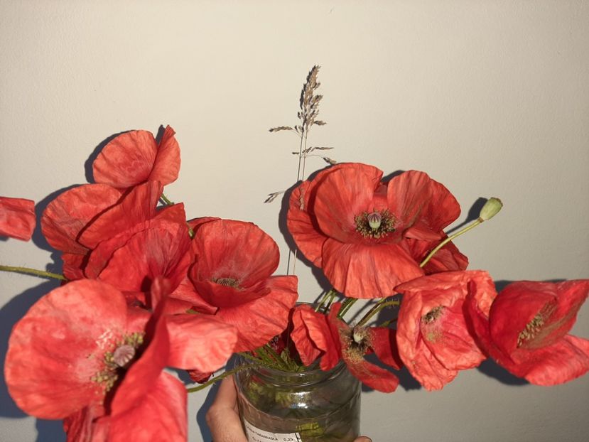  - La țară în iunie 2021