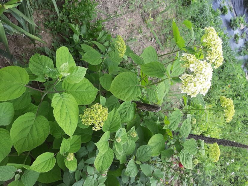  - La țară în iunie 2021