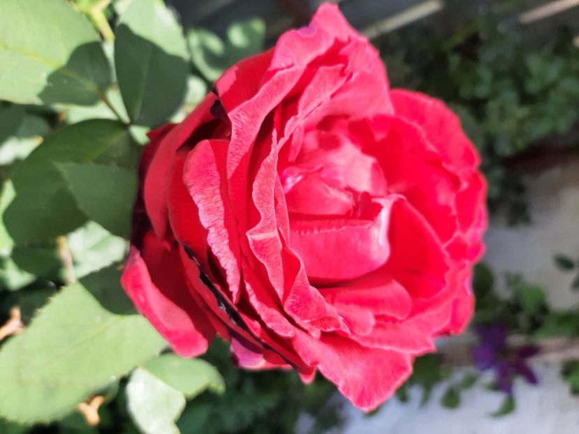  - La țară în iunie 2021