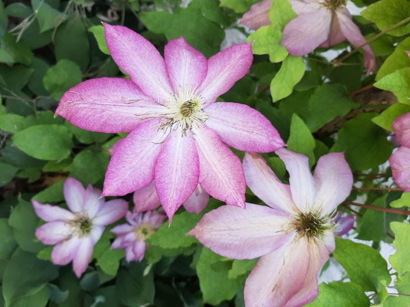  - La țară în iunie 2021