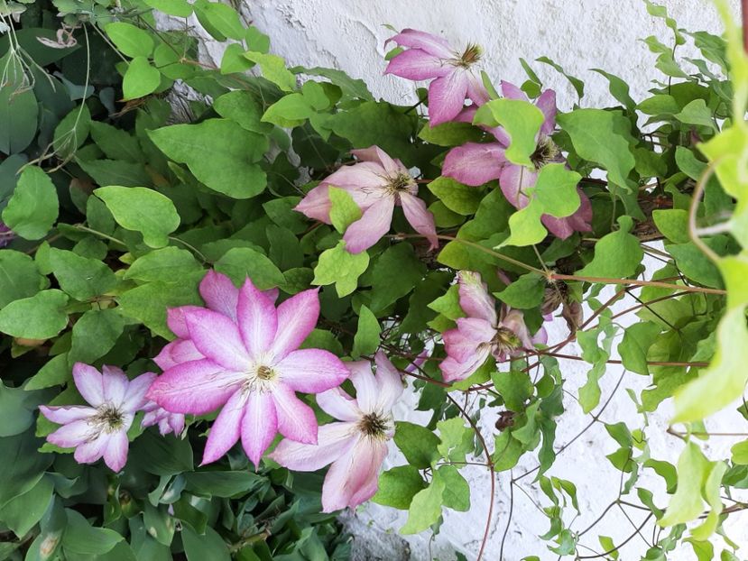  - La țară în iunie 2021