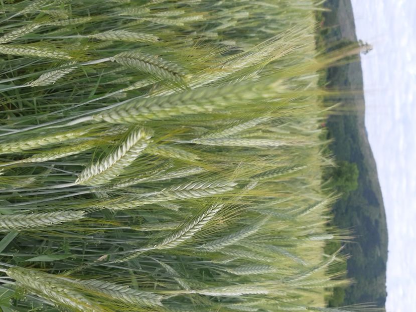  - La țară în iunie 2021