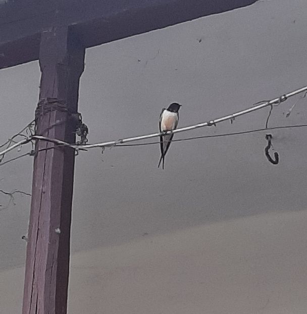  - La țară în iunie 2021