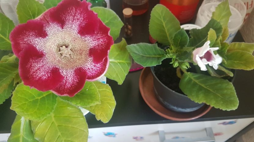  - Florile mele din Anglia