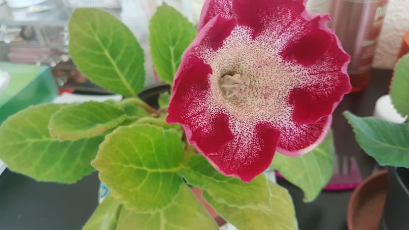  - Florile mele din Anglia