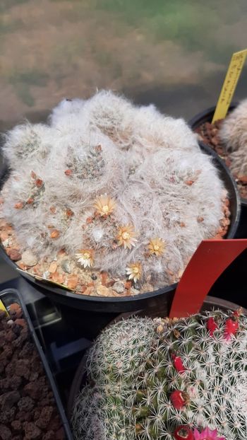 IMG-20210609-WA0052 - Cactusi infloriti 2021