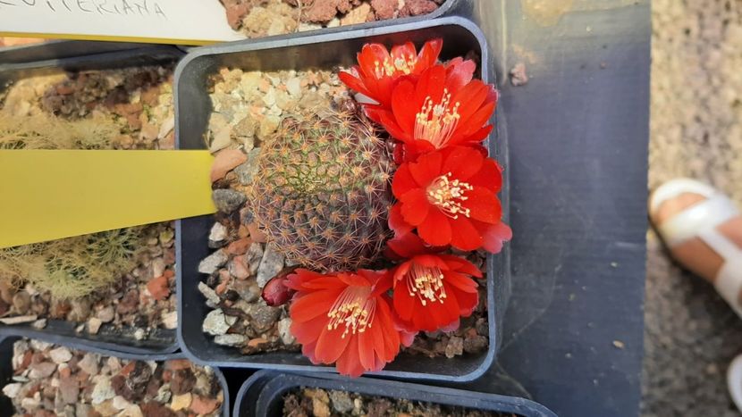 IMG-20210609-WA0049 - Cactusi infloriti 2021