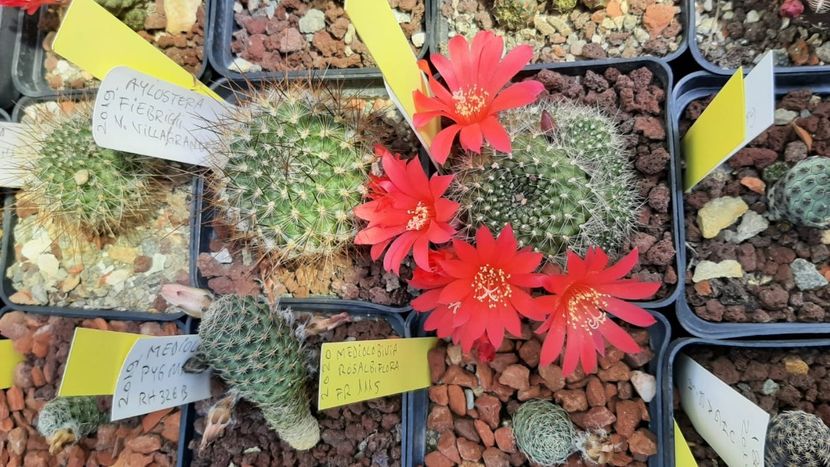 IMG-20210609-WA0048 - Cactusi infloriti 2021