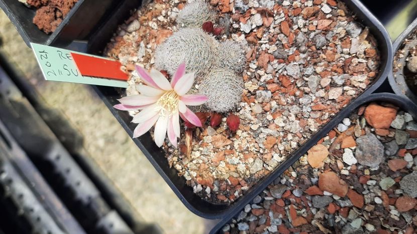 IMG-20210609-WA0045 - Cactusi infloriti 2021