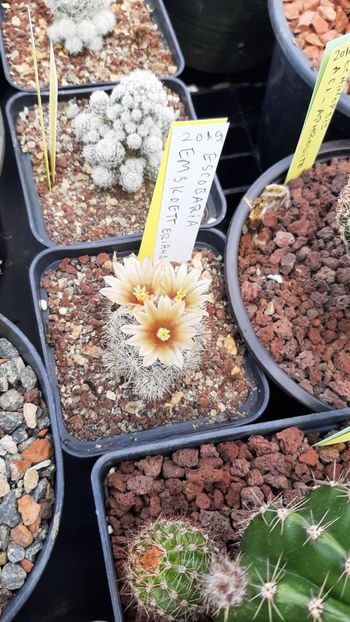 IMG-20210609-WA0044 - Cactusi infloriti 2021