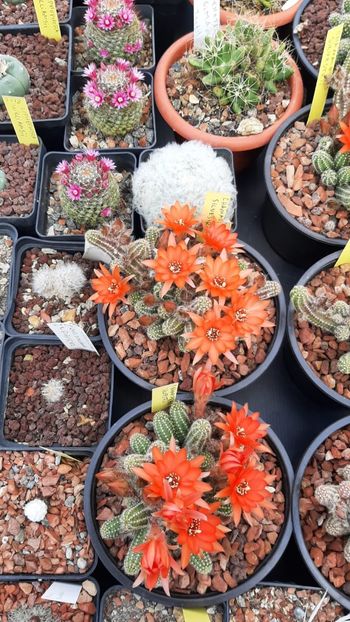 IMG-20210609-WA0042 - Cactusi infloriti 2021