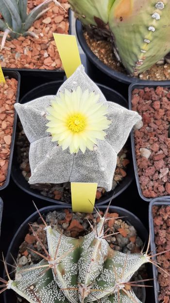IMG-20210609-WA0040 - Cactusi infloriti 2021