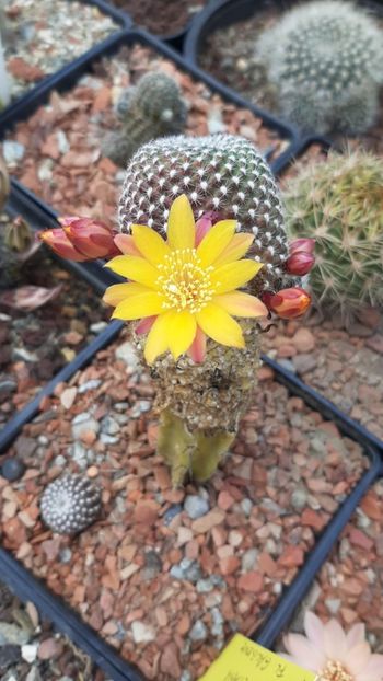 IMG-20210609-WA0036 - Cactusi infloriti 2021