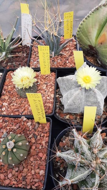 IMG-20210609-WA0035 - Cactusi infloriti 2021