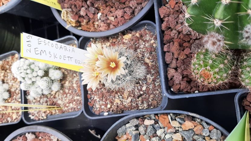 IMG-20210609-WA0032 - Cactusi infloriti 2021