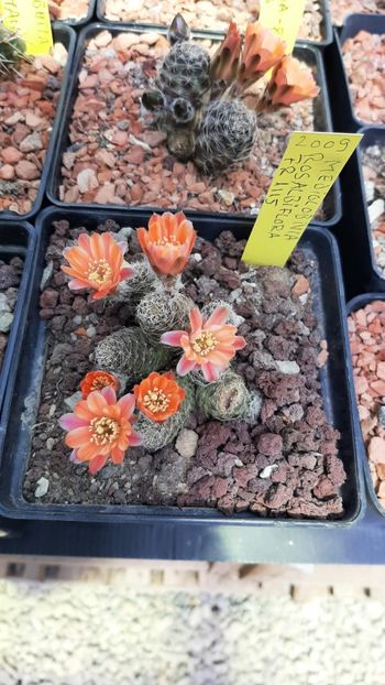 IMG-20210609-WA0030 - Cactusi infloriti 2021