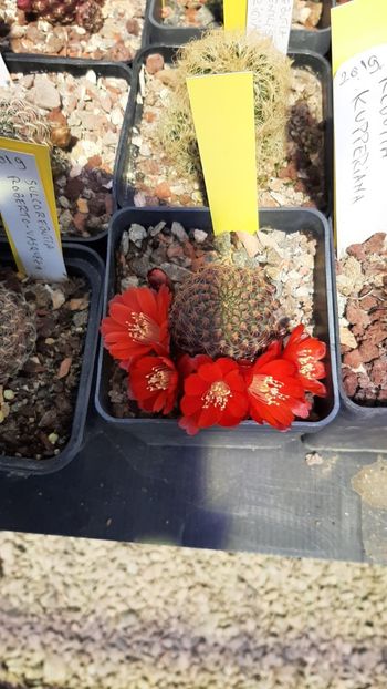 IMG-20210609-WA0031 - Cactusi infloriti 2021