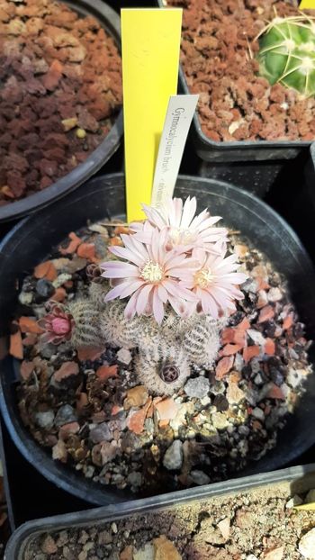 IMG-20210609-WA0028 - Cactusi infloriti 2021