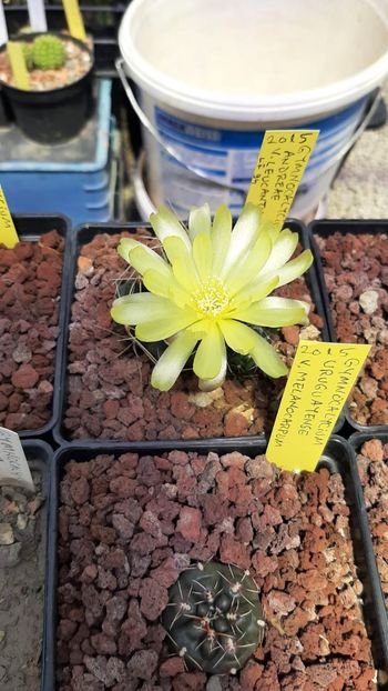 IMG-20210609-WA0027 - Cactusi infloriti 2021