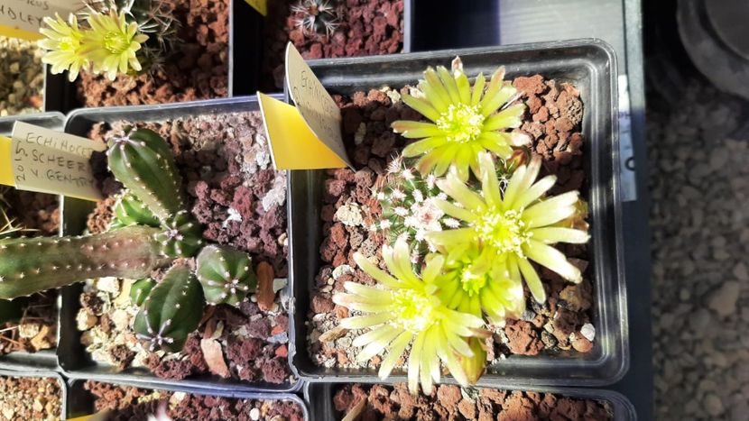 IMG-20210609-WA0024 - Cactusi infloriti 2021