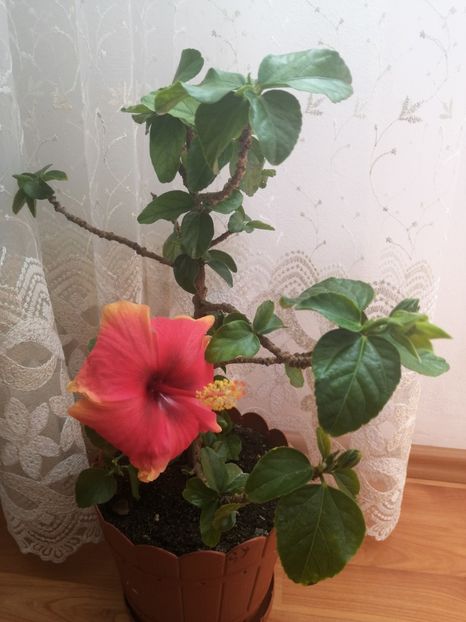  - Hibiscus Oberon