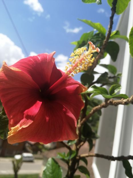  - Hibiscus Oberon
