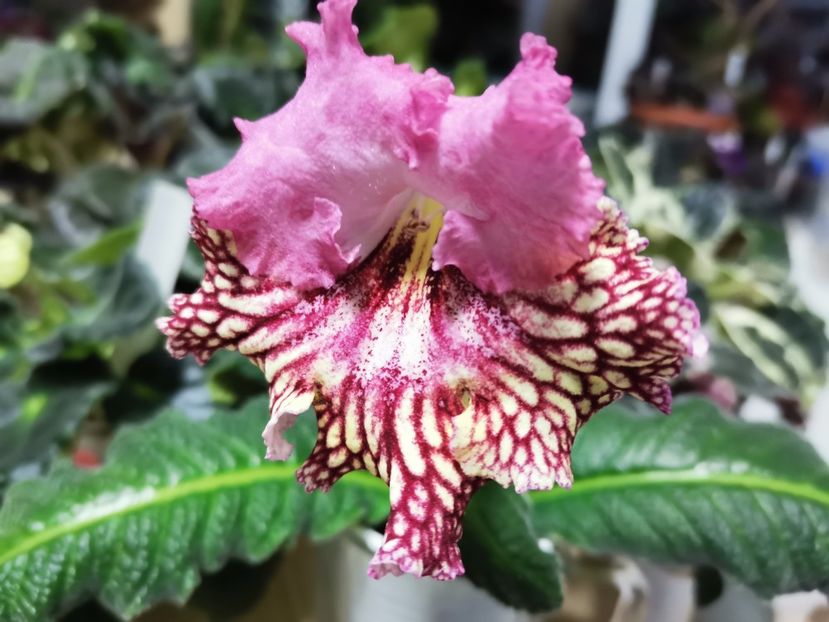  - Streptocarpusi 2021