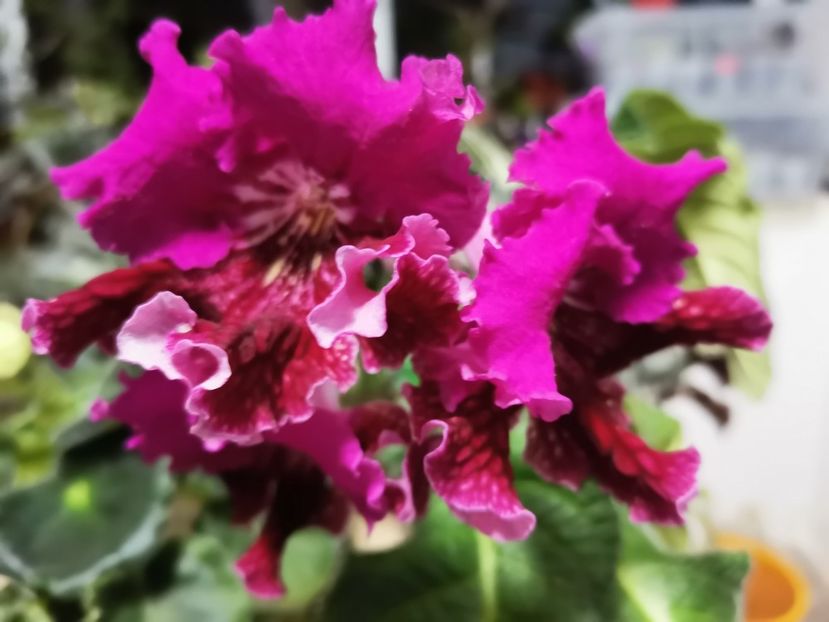  - Streptocarpusi 2021