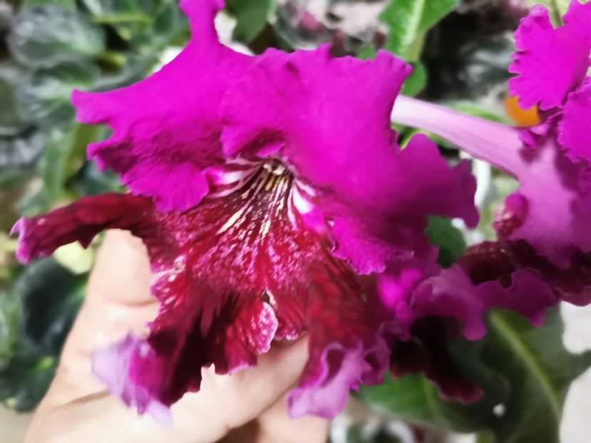  - Streptocarpusi 2021