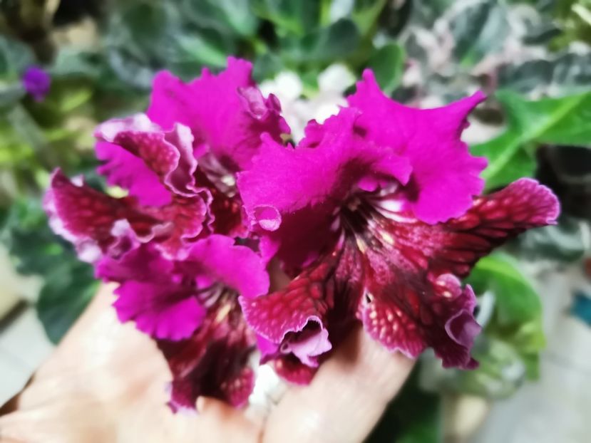  - Streptocarpusi 2021