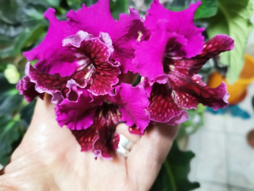  - Streptocarpusi 2021