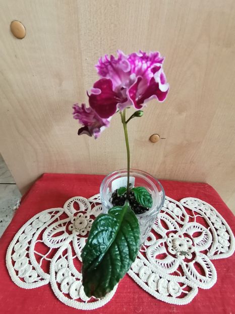  - Streptocarpusi 2021