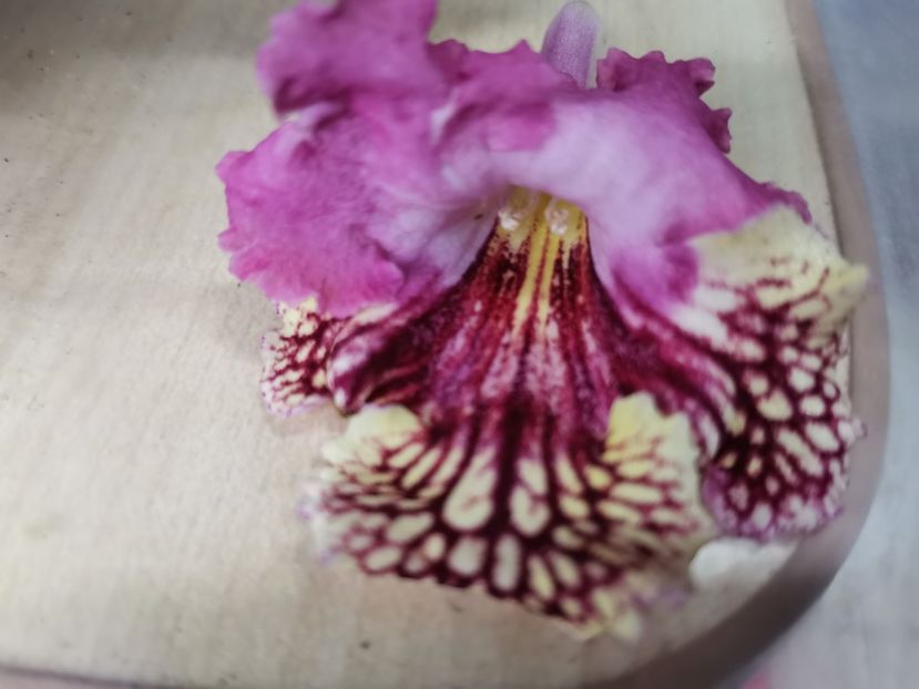  - Streptocarpusi 2021