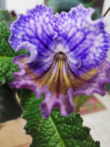  - Streptocarpusi 2021