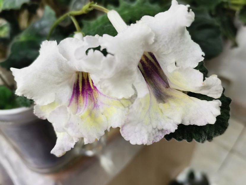  - Streptocarpusi 2021