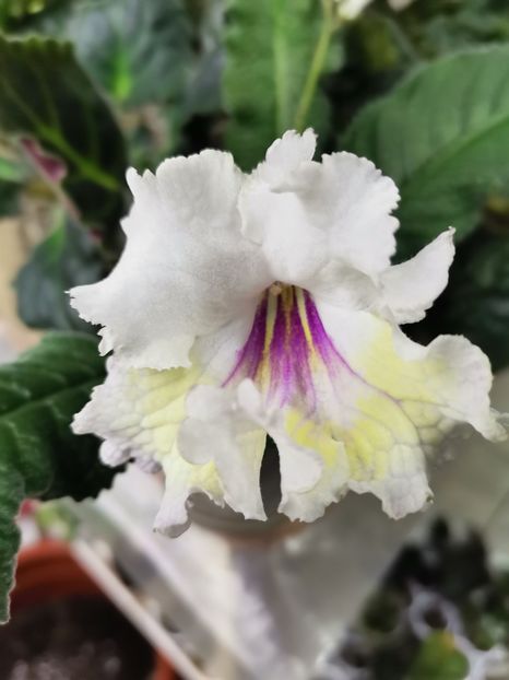  - Streptocarpusi 2021