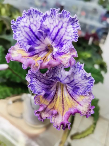  - Streptocarpusi 2021