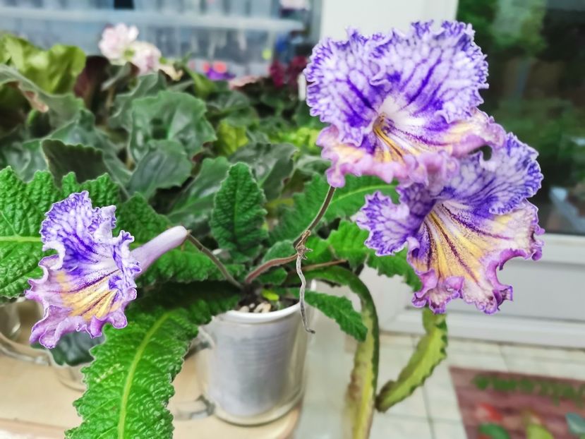  - Streptocarpusi 2021