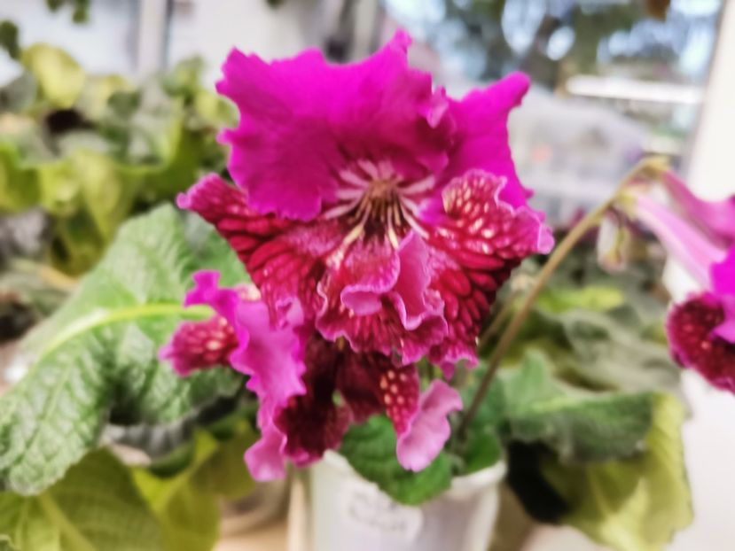  - Streptocarpusi 2021