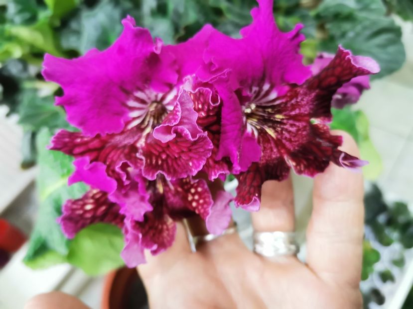  - Streptocarpusi 2021